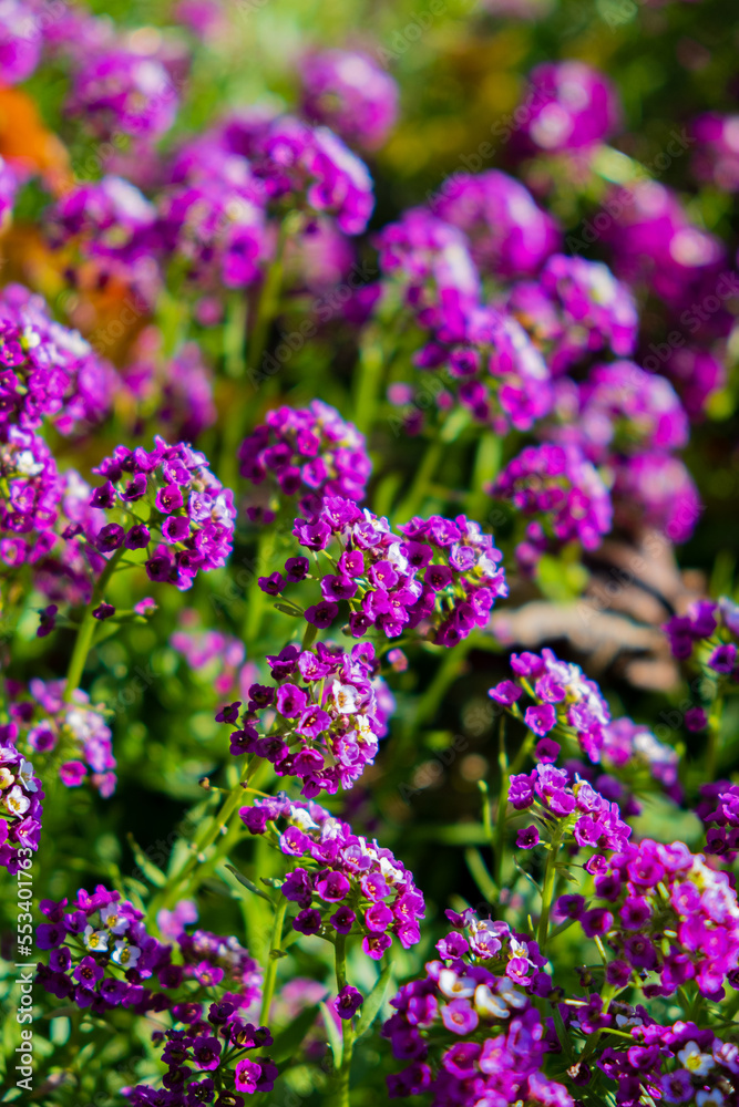 Lobularia maritima purple blossom, nature background Lobularia maritima purple blossom, nature background