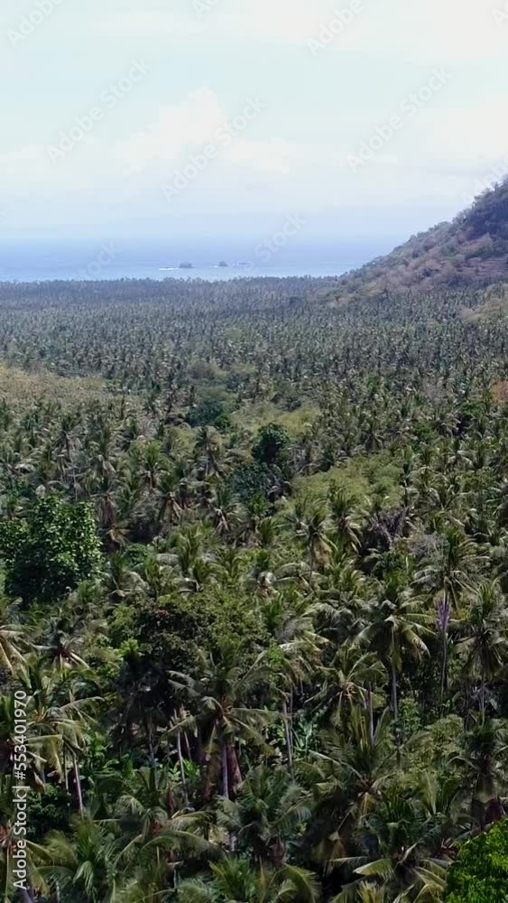 Vertical video of Aerial shot of coconut trees plantation between hills, sea background Vertical video of Aerial shot of coconut trees plantation between hills, sea background