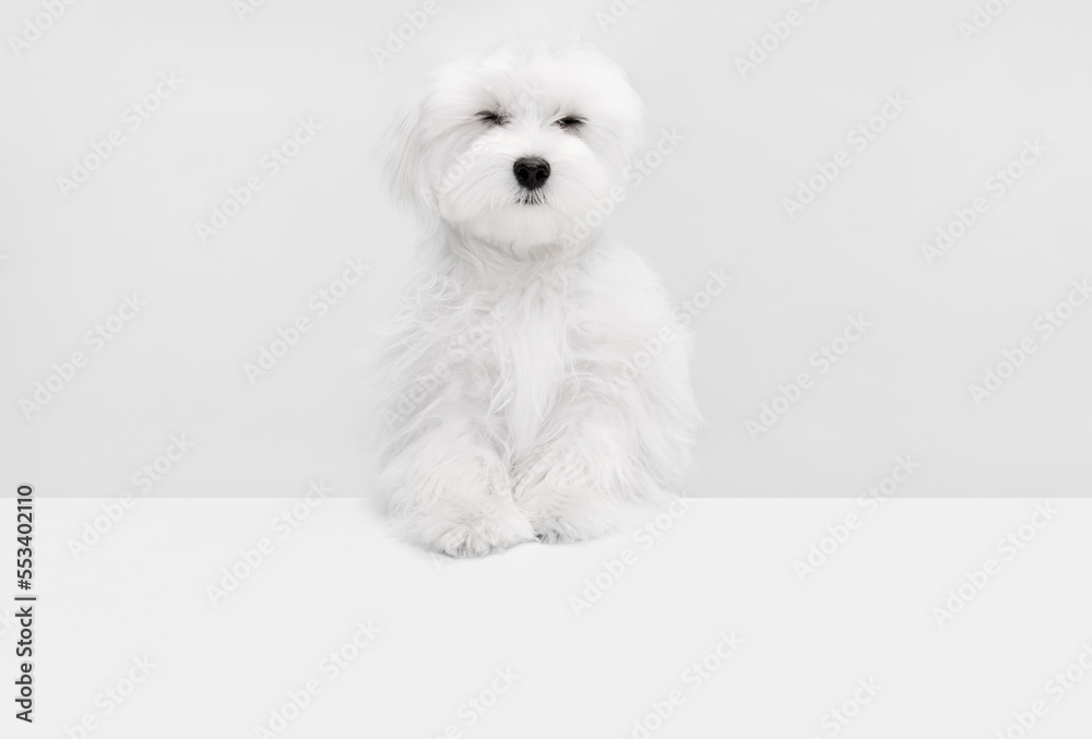 Studio image of cute white Maltese dog posing isolated over light background. Sleepy muzzle Studio image of cute white Maltese dog posing isolated over light background. Sleepy muzzle