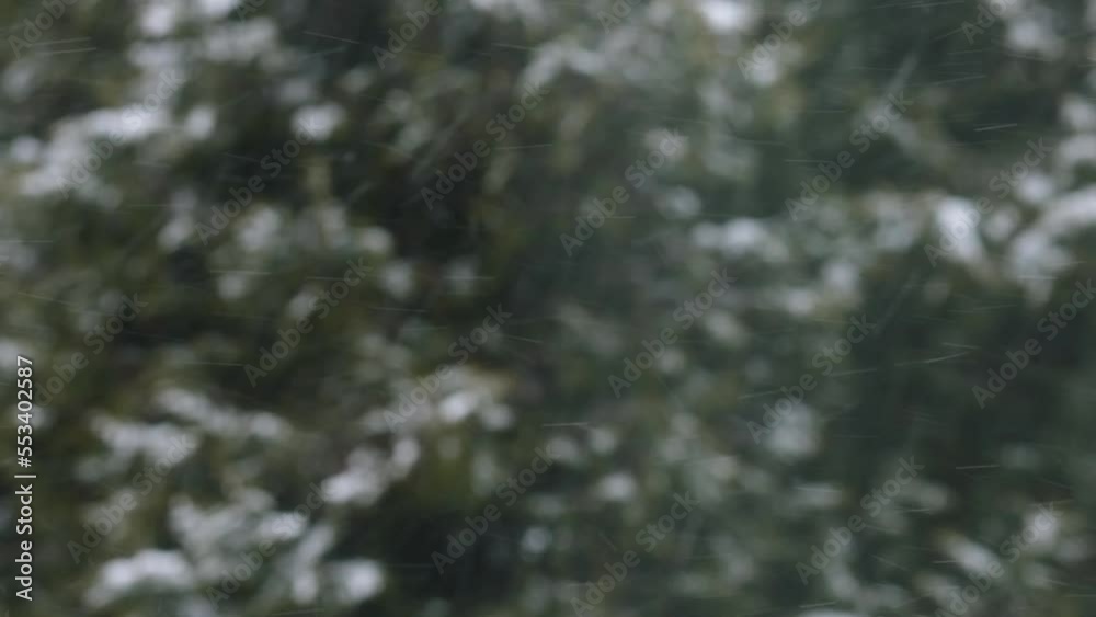 snow falls against the background of green spruce branches. winter snow falls against the background of green spruce branches. winter