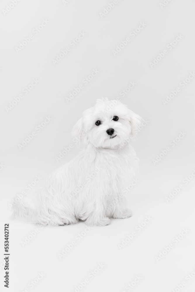 Studio image of cute white Maltese dog posing, sitting isolated over light background. Lovely pet