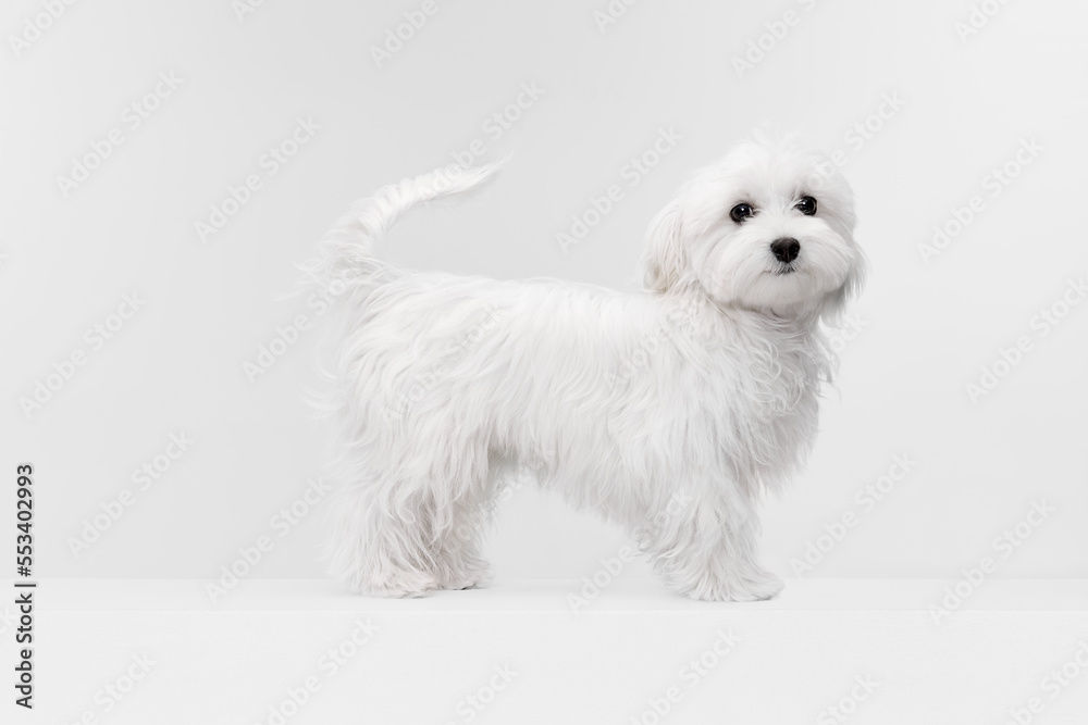 Studio image of cute white Maltese dog posing, calmly standing isolated over light background