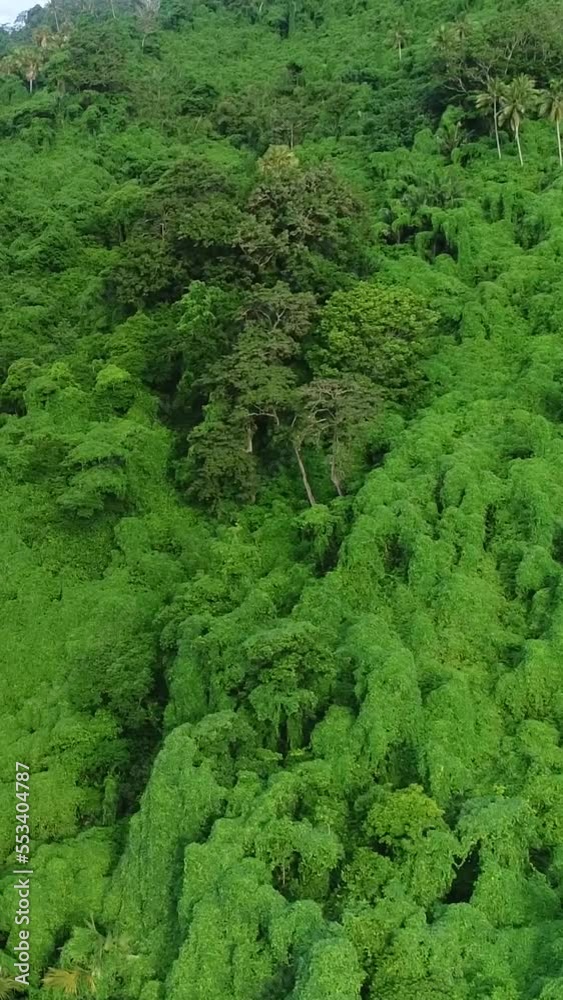 Vertical video of Aerial shot of tropical forest in a remote volcanic island Vertical video of Aerial shot of tropical forest in a remote volcanic island