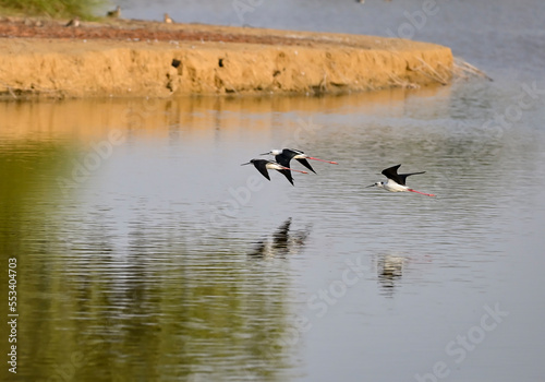 swan, grebe, coromorat, blue heron in nature © Vinesh