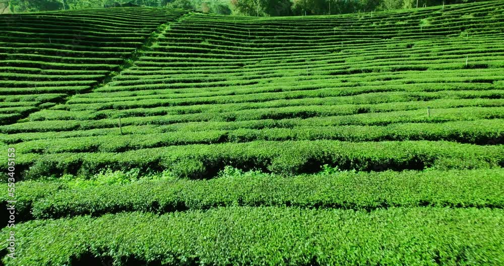 aerial view of flying drone,Spring green tea plantations terrace farm on the mountain scenery in Thailand.
aerial view of flying drone,Spring green tea plantations terrace farm on the mountain scenery in Thailand.