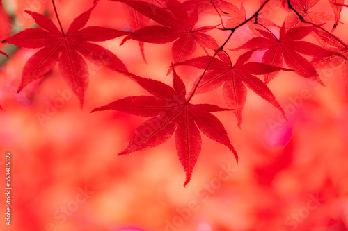 北海道札幌平岡樹芸センター紅葉マクロ世界