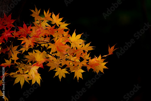 北海道札幌平岡樹芸センター紅葉マクロ世界