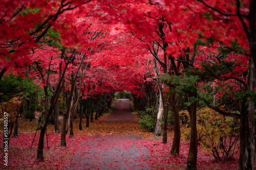 北海道札幌平岡樹芸センター紅葉トンネル