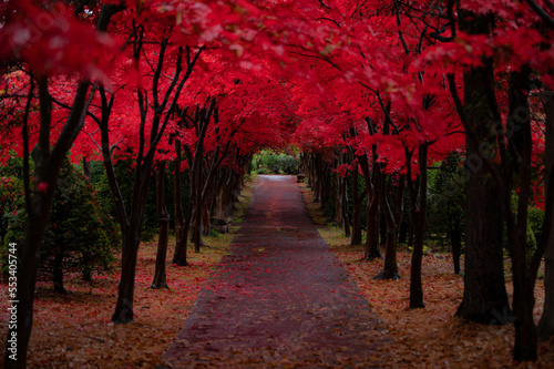 北海道札幌平岡樹芸センター紅葉トンネル
