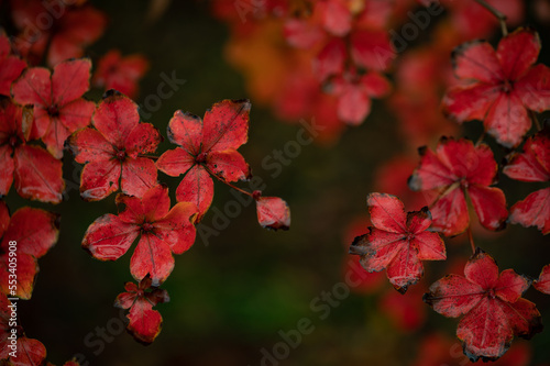 北海道平岡樹芸センター紅葉マクロ世界