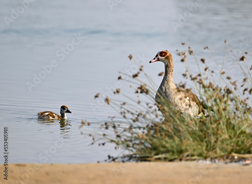 Phaesant, Egyptian Grebe with chicks, ducks flying