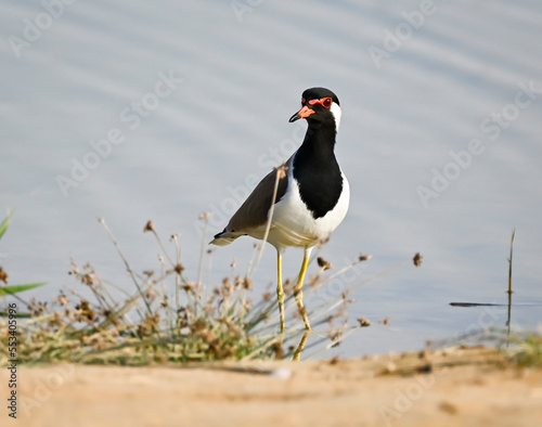 Phaesant, Egyptian Grebe with chicks, ducks flying