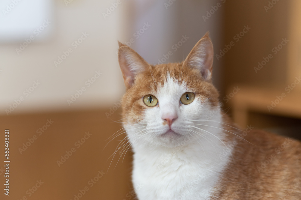 見つめる猫　茶トラ白