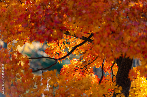 北海道秋の紅葉