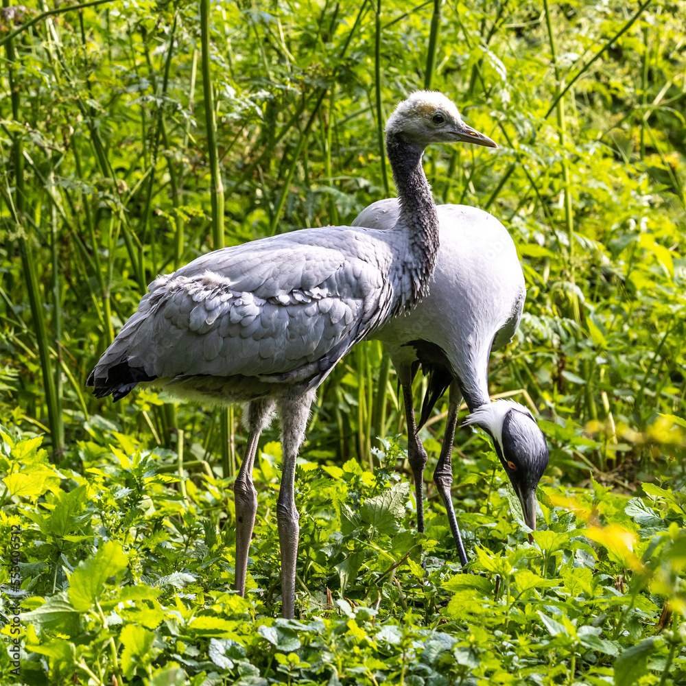 Fototapeta premium Family of Demoiselle Crane, Anthropoides virgo are living in the bright green meadow during the day time