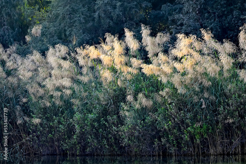 Beautiful Early morning Sun kissing the reeds