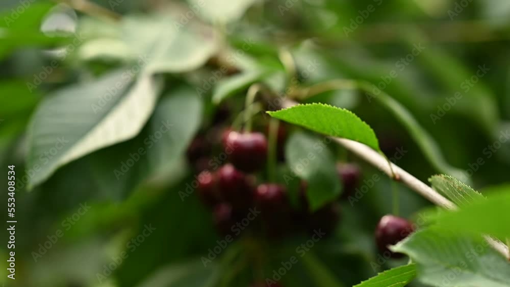 Ripe red cherries hanging from the branch - Camera slowly panning Ripe red cherries hanging from the branch - Camera slowly panning