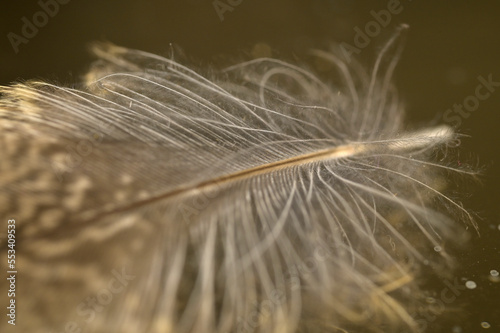 Macro photograph of  bird feather.