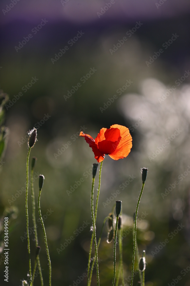 Obraz premium flower close-up flowers poppy