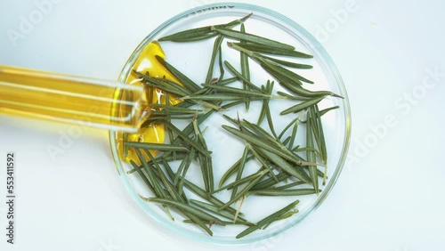 Organic oil for cosmetics. Petri dishes. Green branches of needles in oil. Essential oil and serum. Natural cosmetic. Skin care. Beauty salon. Tube with oil. Pour out the liquid.