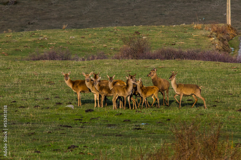 Obraz premium Sunset and deers in Capcir, Cerdagne, Pyrenees, France