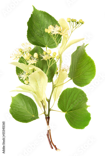 Twig with lime-tree blossoms, , transparent background photo