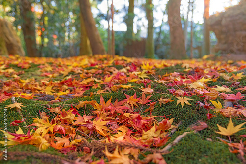京都秋景色 秋色の落ち葉