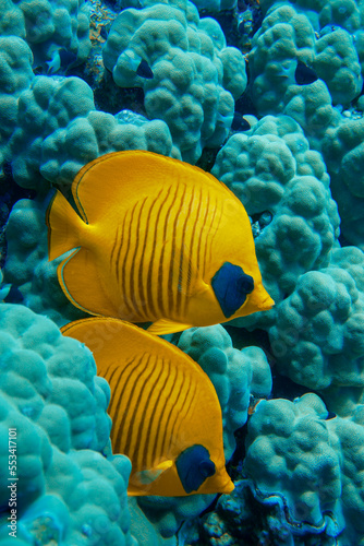 A beautiful pair of butterfly fish colourful coral reef full of goldfish in the Red Sea in Egypt. Scuba Diving underwater photography	