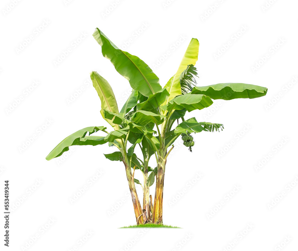 My Image 21