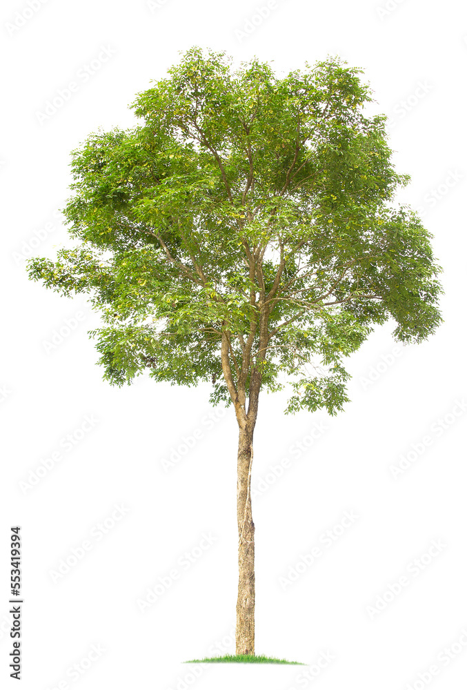 Fototapeta premium isolated big tree on White Background. tropical trees isolated used for design, 
