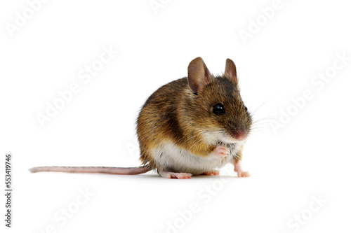 Wood mouse isolated on white © Alekss