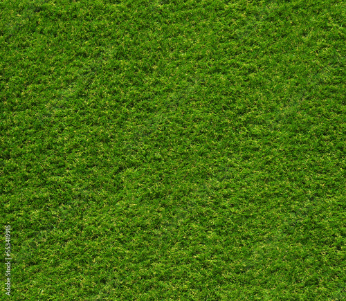 Green grass texture background