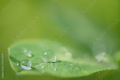 Closeup of green leaf, Spring summer natural background, fresh green leaf close up, macro, 4k.