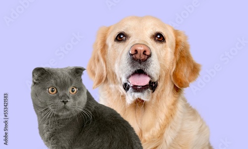 Cute cat and smart dog together
