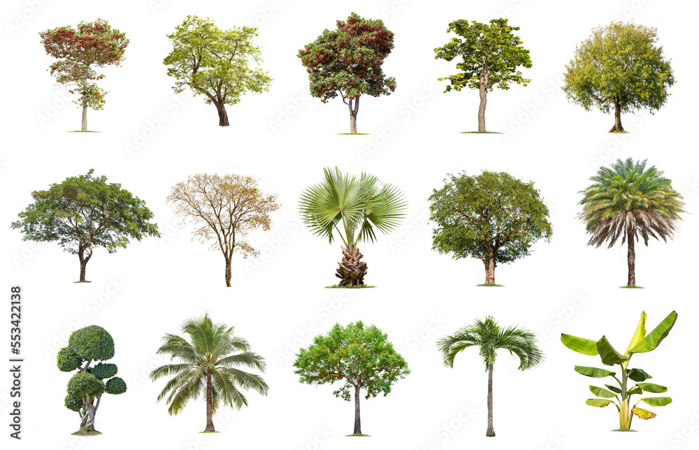 Isolated big tree on white background ,The collection of trees.Large