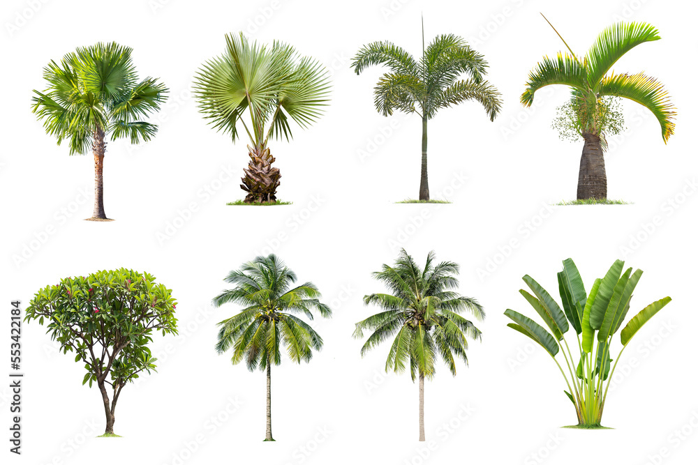 Obraz premium Coconut and palm trees Isolated tree on white background