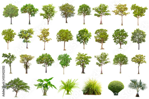 Isolated big tree on white background ,The collection of trees.Large trees database Botanical garden organization elements of Asian nature in Thailand, tropical trees isolated used for design,