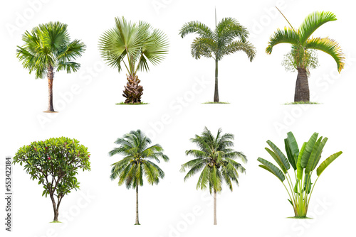 Coconut and palm trees Isolated tree on white background