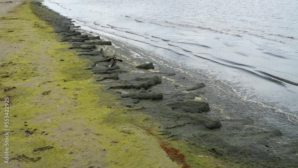 Green seagrass algae at the beach in Halmstad, Sweden