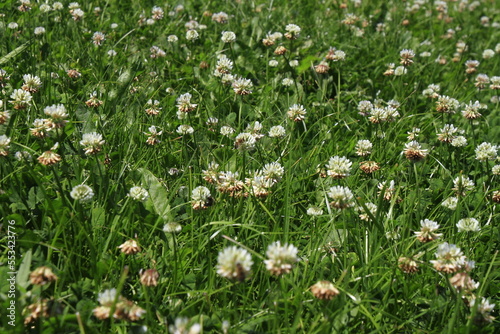 Weißklee auf einer Wiese im Biosphärenreservat Thueringische Rhoen. Thueringen, Deutschland, Europa - White clover in a meadow in the Thuringian Rhoen biosphere reserve. Thuringia, Germany, Europe