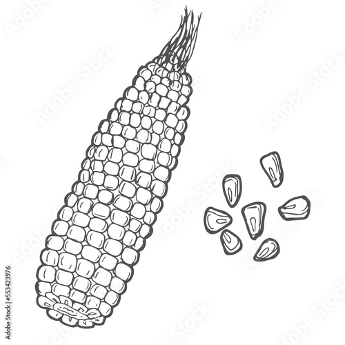 Corn on the cob with corn seeds hand drawn vector illustration. Corn sketch illustration. Engraving style, vintage design.