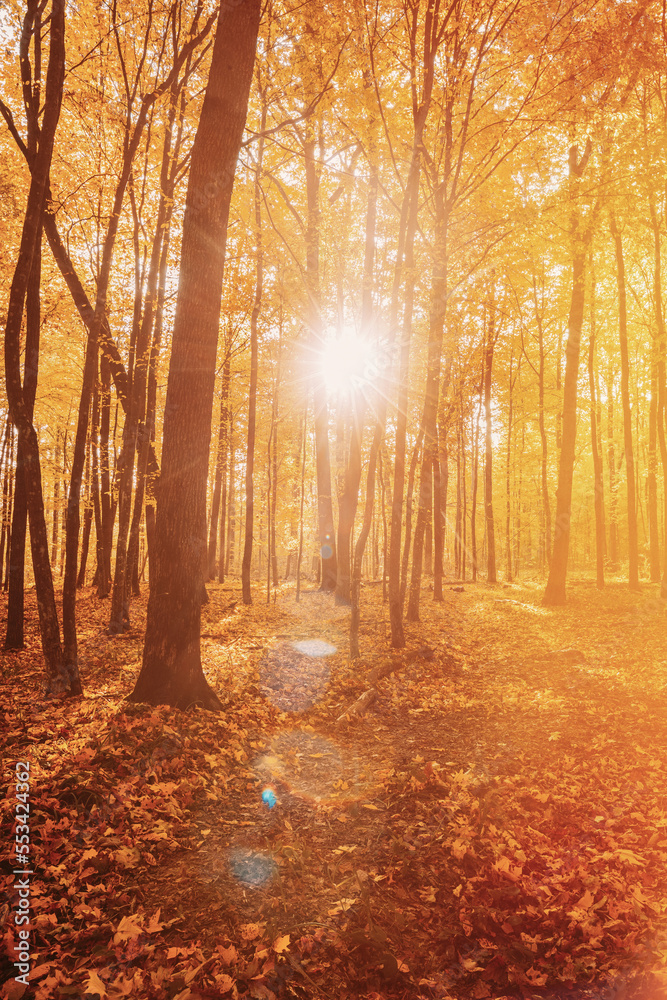 Sunbeams In Autumn Forest. Rich And Saturation Colors. Bright Autumn Forest During Beautiful Sunset Evening. Sun Sunlight Through Woods And Trees In Autumn Forest Landscape. Vertical Photo.