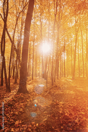 Sunbeams In Autumn Forest. Rich And Saturation Colors. Bright Autumn Forest During Beautiful Sunset Evening. Sun Sunlight Through Woods And Trees In Autumn Forest Landscape. Vertical Photo.