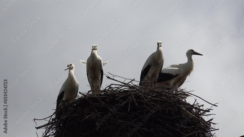 Flying Storks, Flock of Storks in Sky, Stork Nest on a Pole, Baby Birds Trying to Fly, Family Nesting, Nature View Flying Storks, Flock of Storks in Sky, Stork Nest on a Pole, Baby Birds Trying to Fly, Family Nesting, Nature View