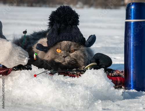 Obraz na płótnie A funny British fluffy cat in mittens and a knitted hat is fishing with two winter fishing rods on the ice of the lake. Winter fishing. There is a thermos nearby. Cat with rods. Close-up. w salonie