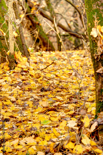 Autumn colors in the Hungarian countryside, HDR Image