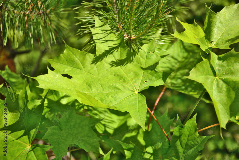 green maple leaves isolated in sunny day, macro green maple leaves isolated in sunny day, macro
