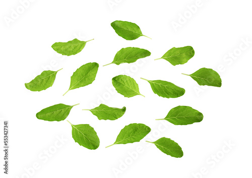 Holy Basil,Ocimum sanctum leaf isolated on transparent png