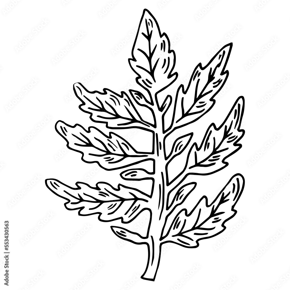 Tomato plant branch engraving vector illustration. Scratch board style imitation. Hand drawn image.