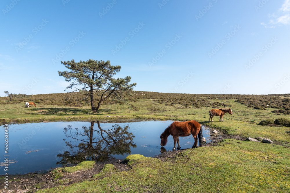 Naklejka premium Caballos salvajes en el alto de A Groba, entre Baiona y Oia (Galicia, España)
